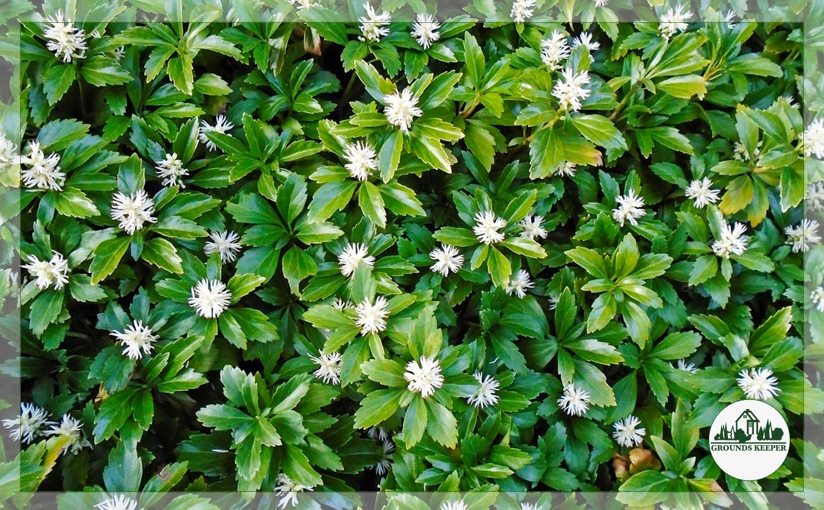 pachysandra