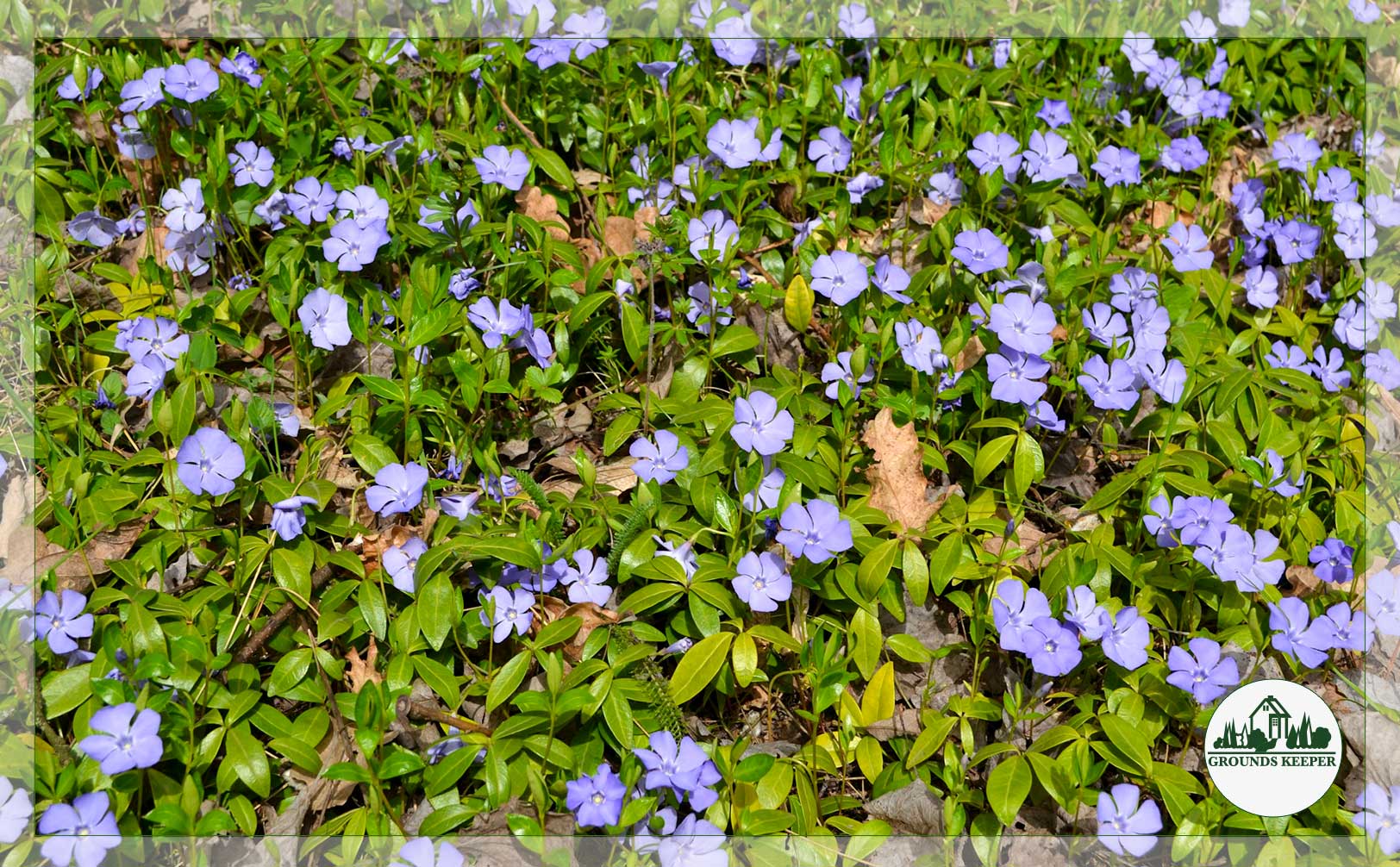 periwinkle