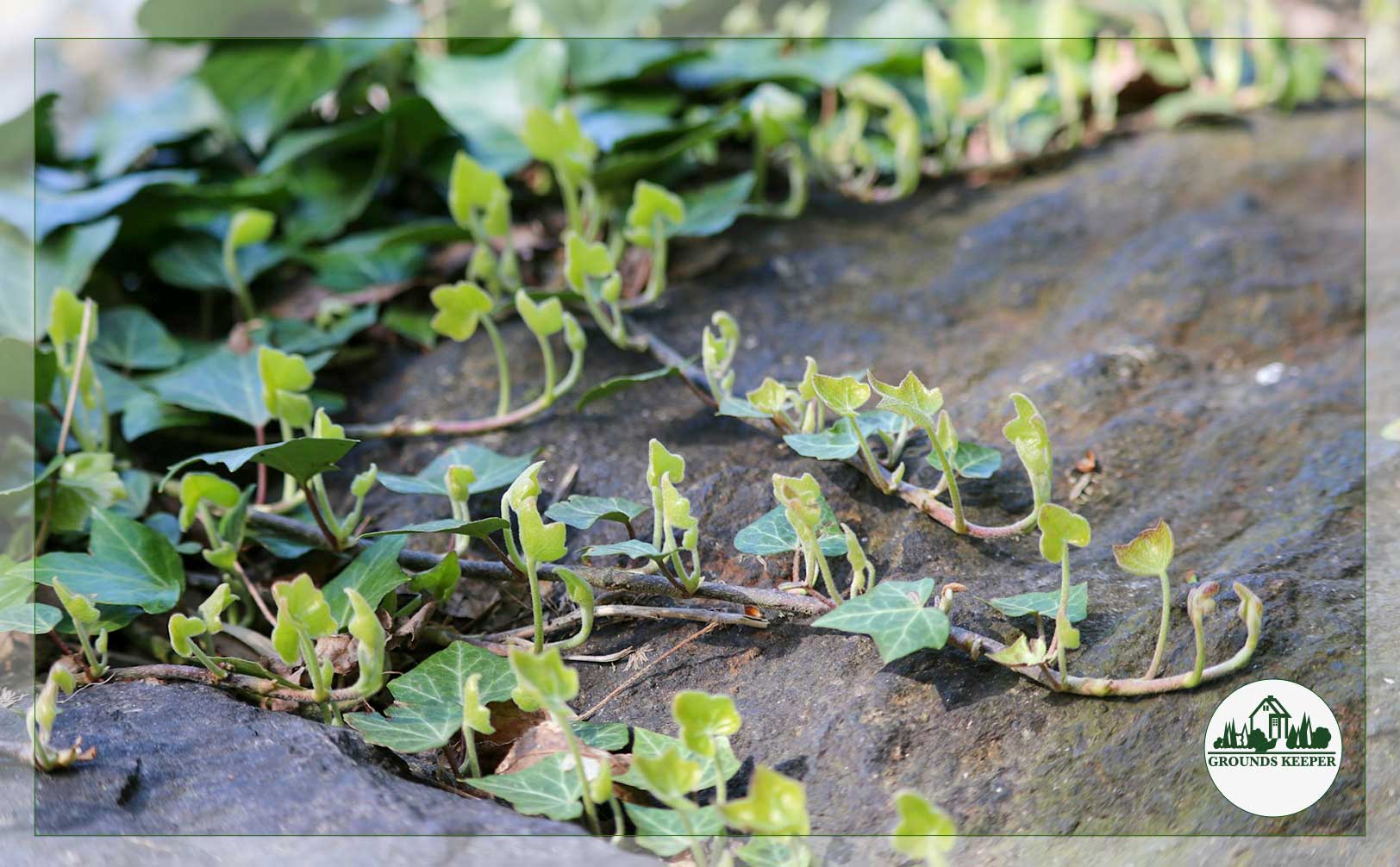 ivy tendrils on stone