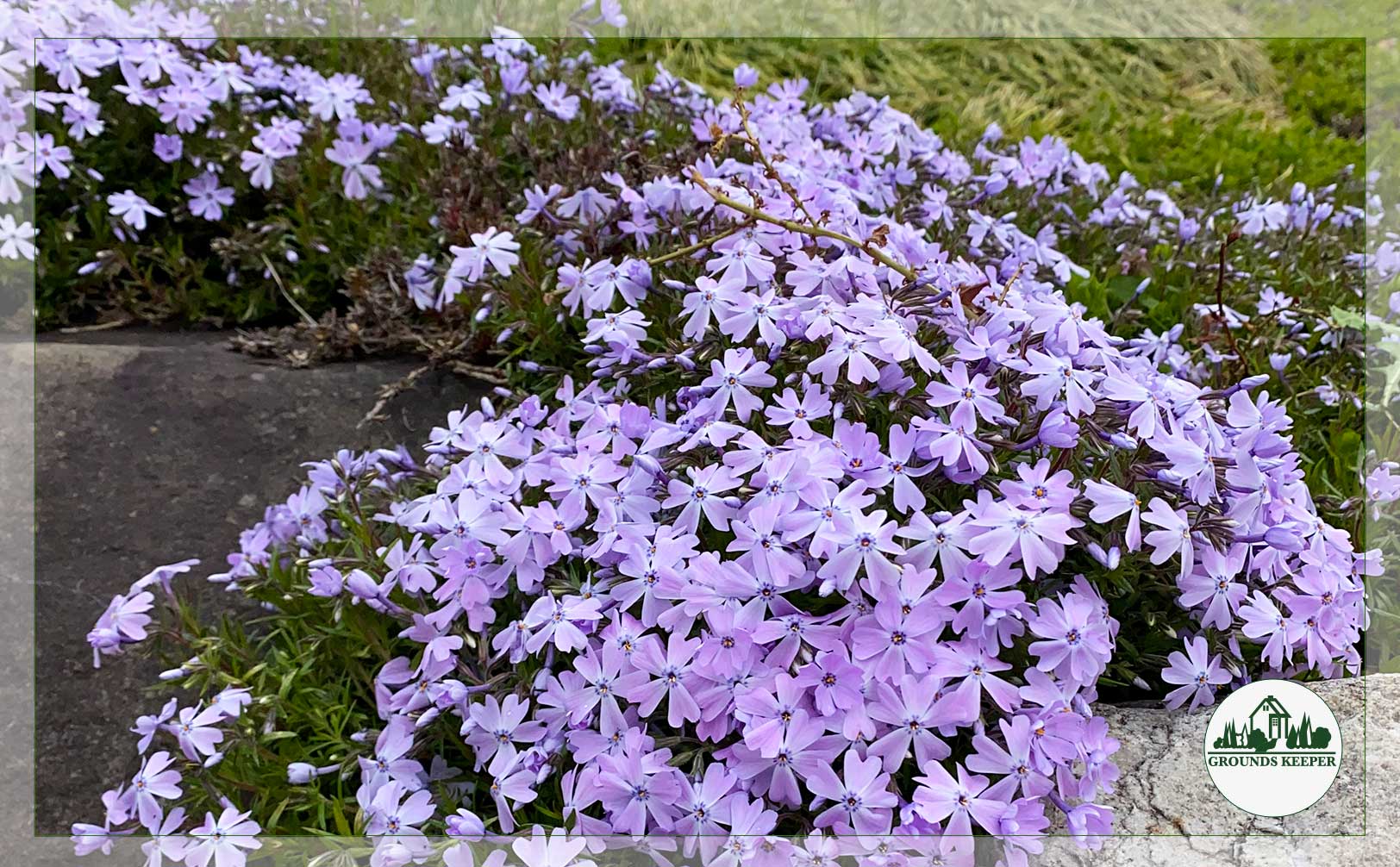 ground cover purple flowers closeup