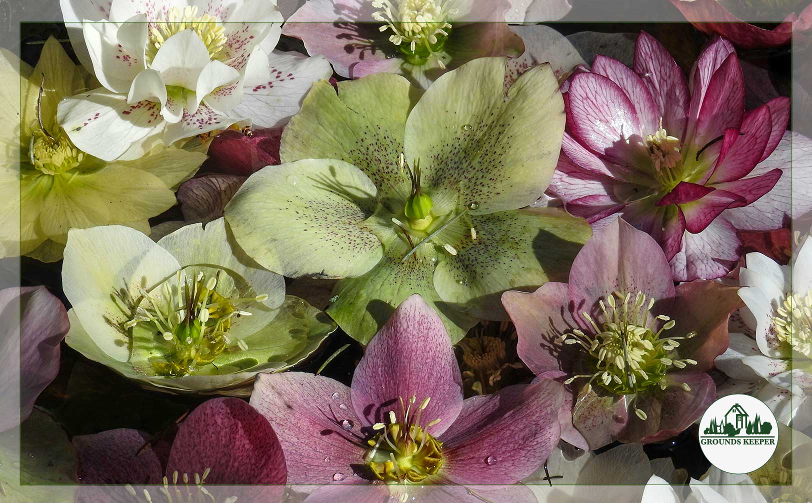 hellebore groundcover