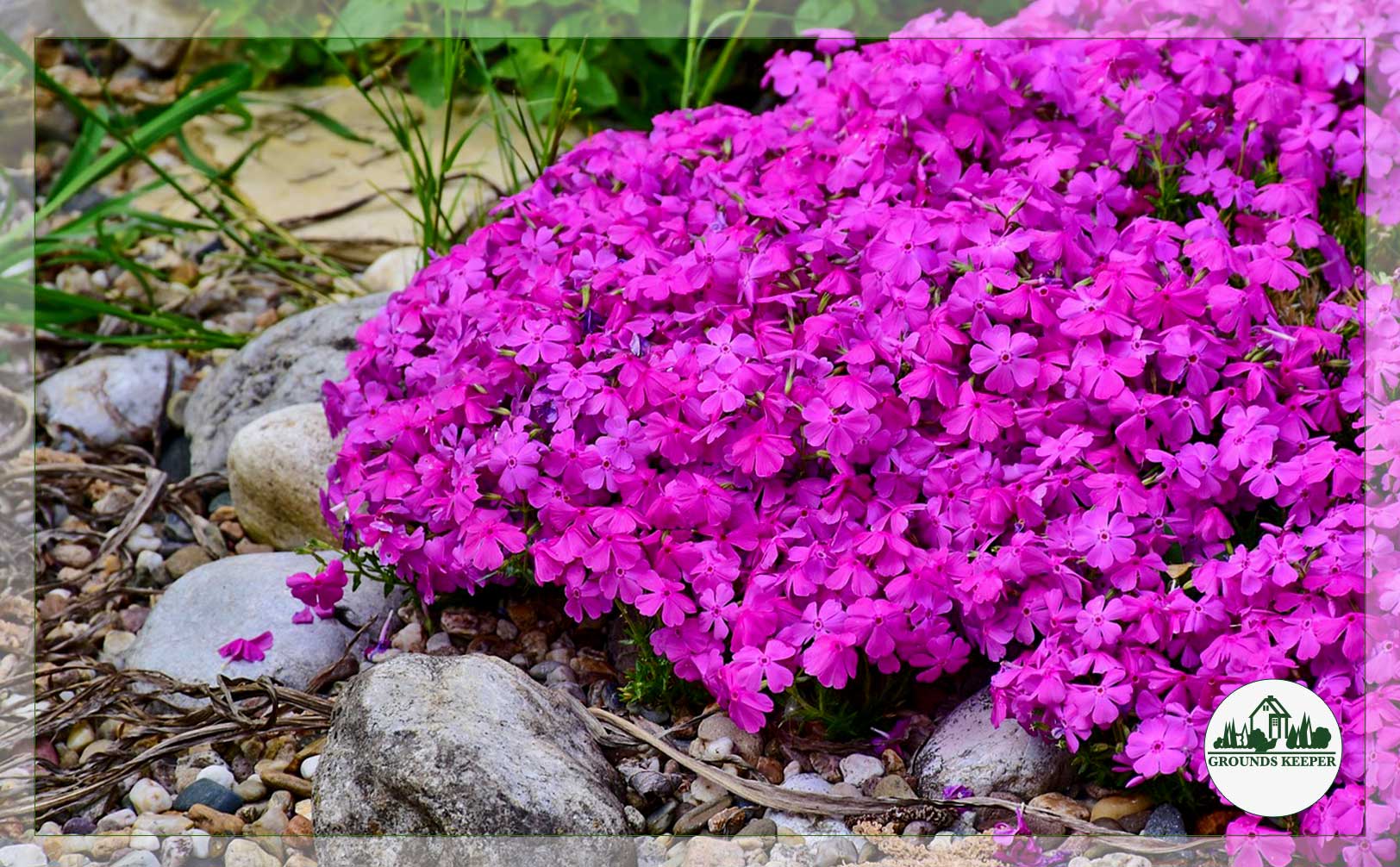 creeping phlox