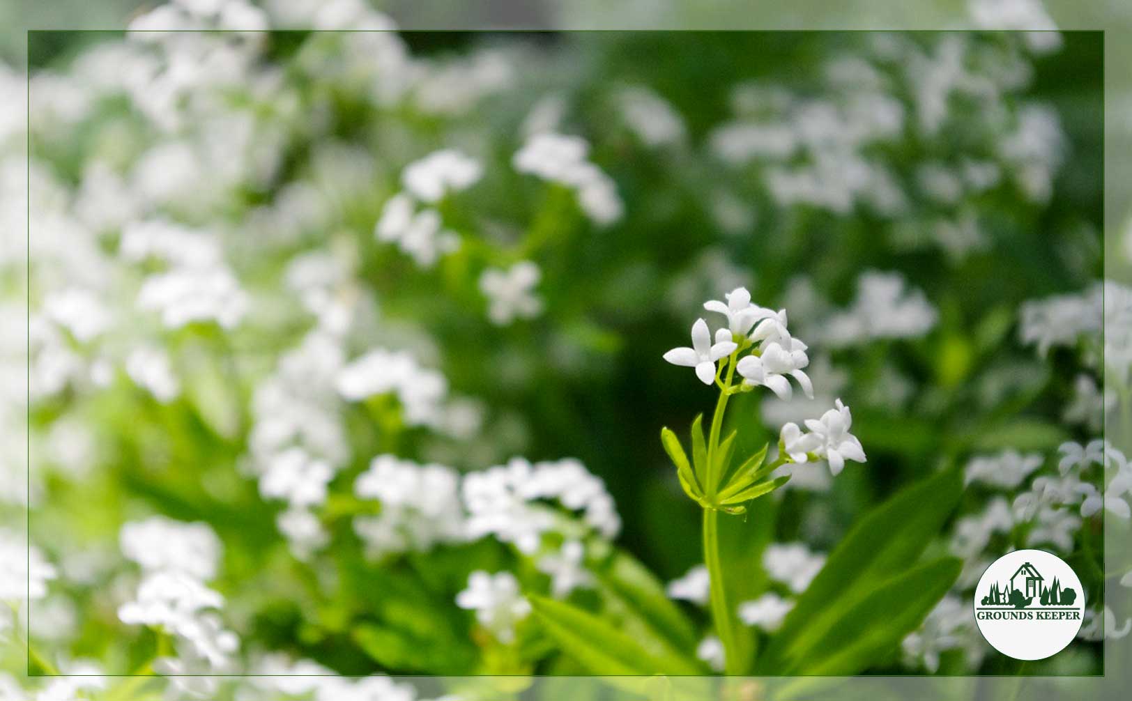 sweet woodruff 