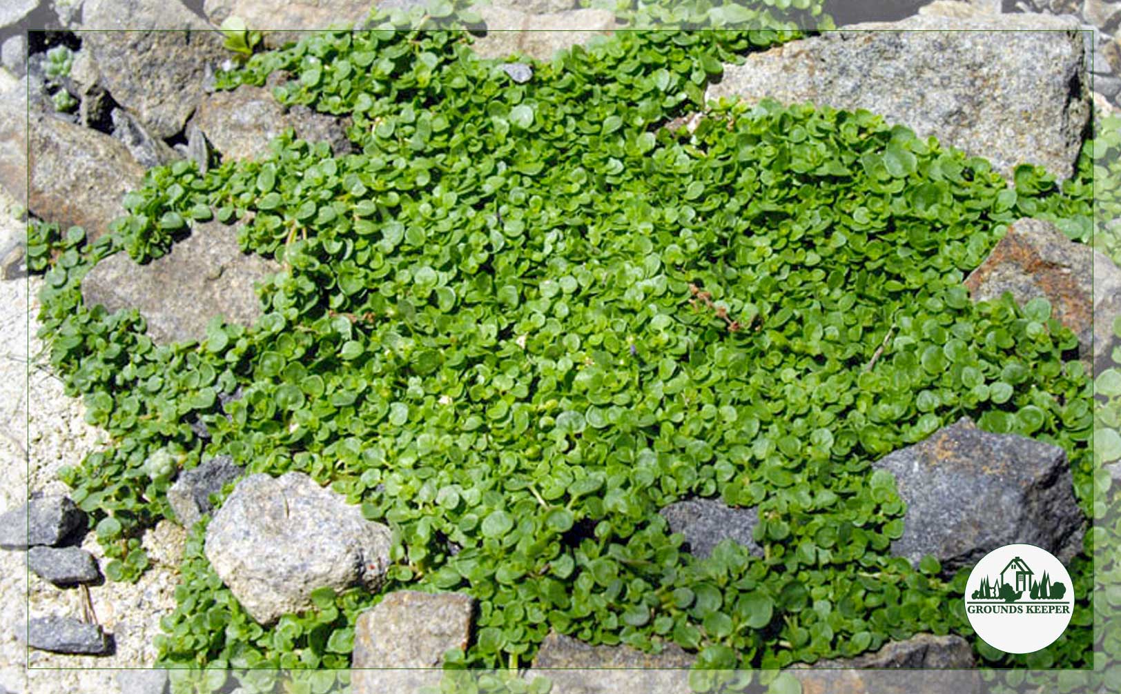 corsican mint