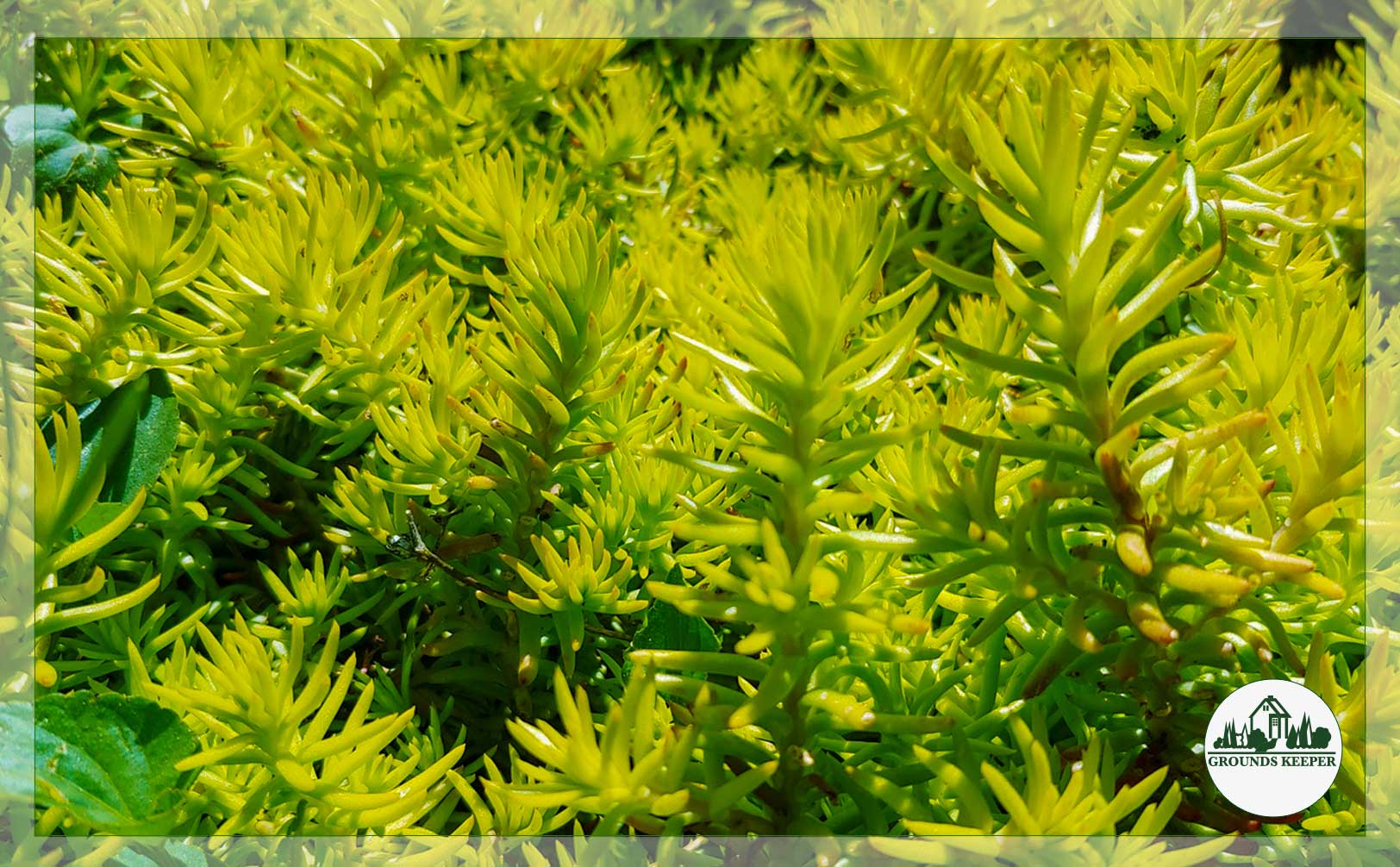 angelina stonecrop 