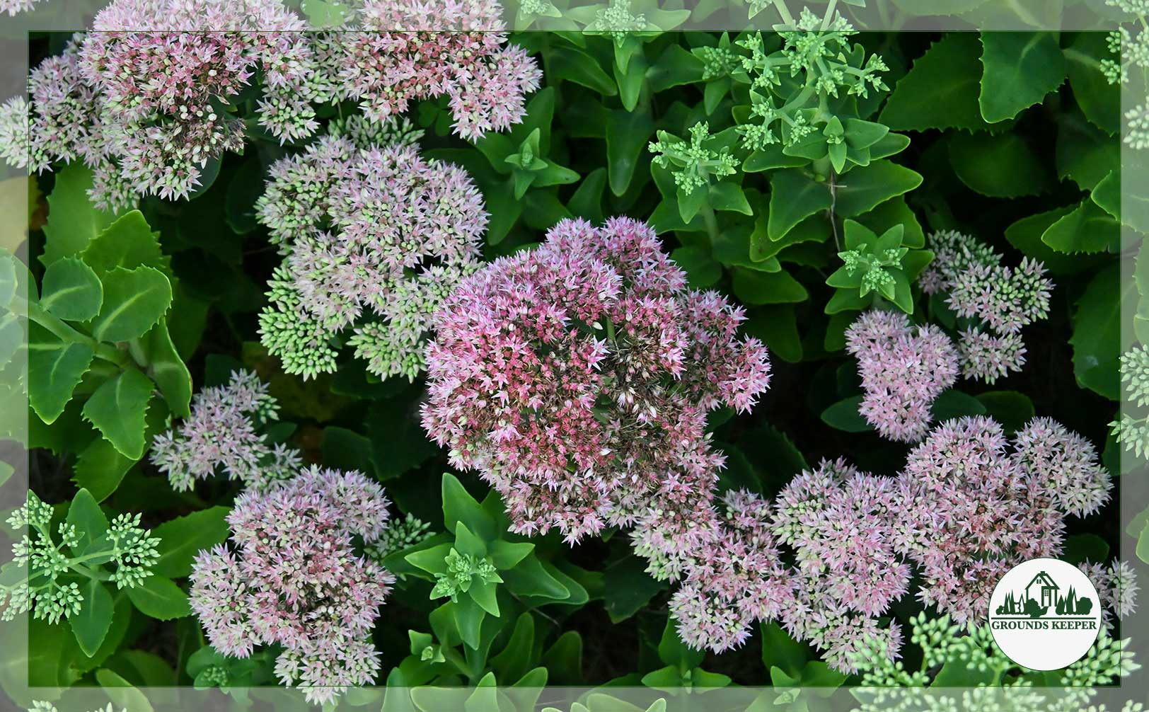sedum
