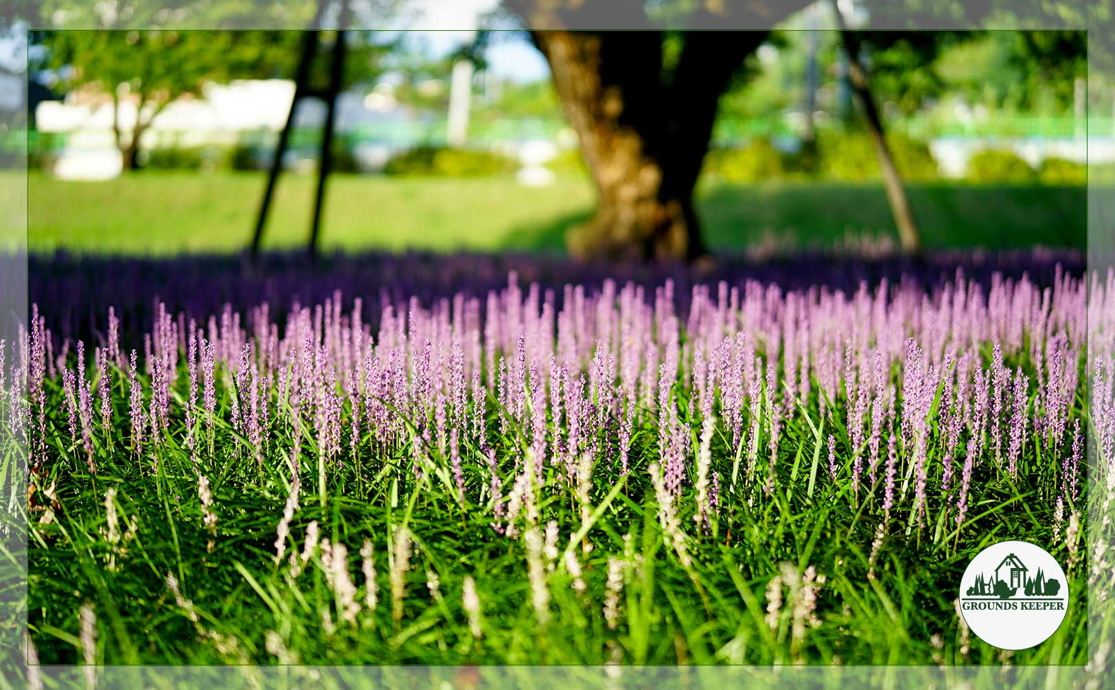 liriope