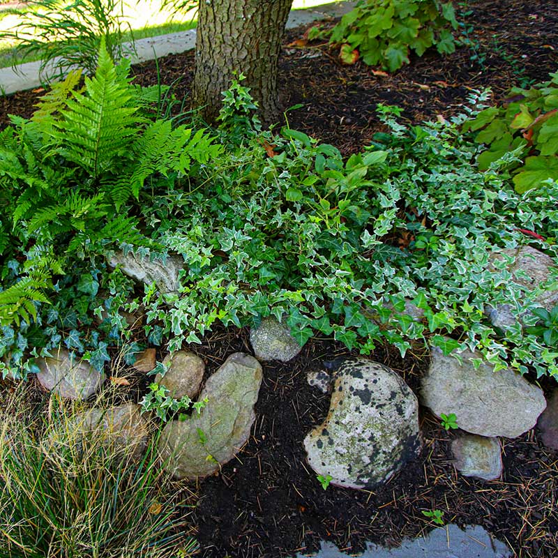 ivy and fern ground cover
