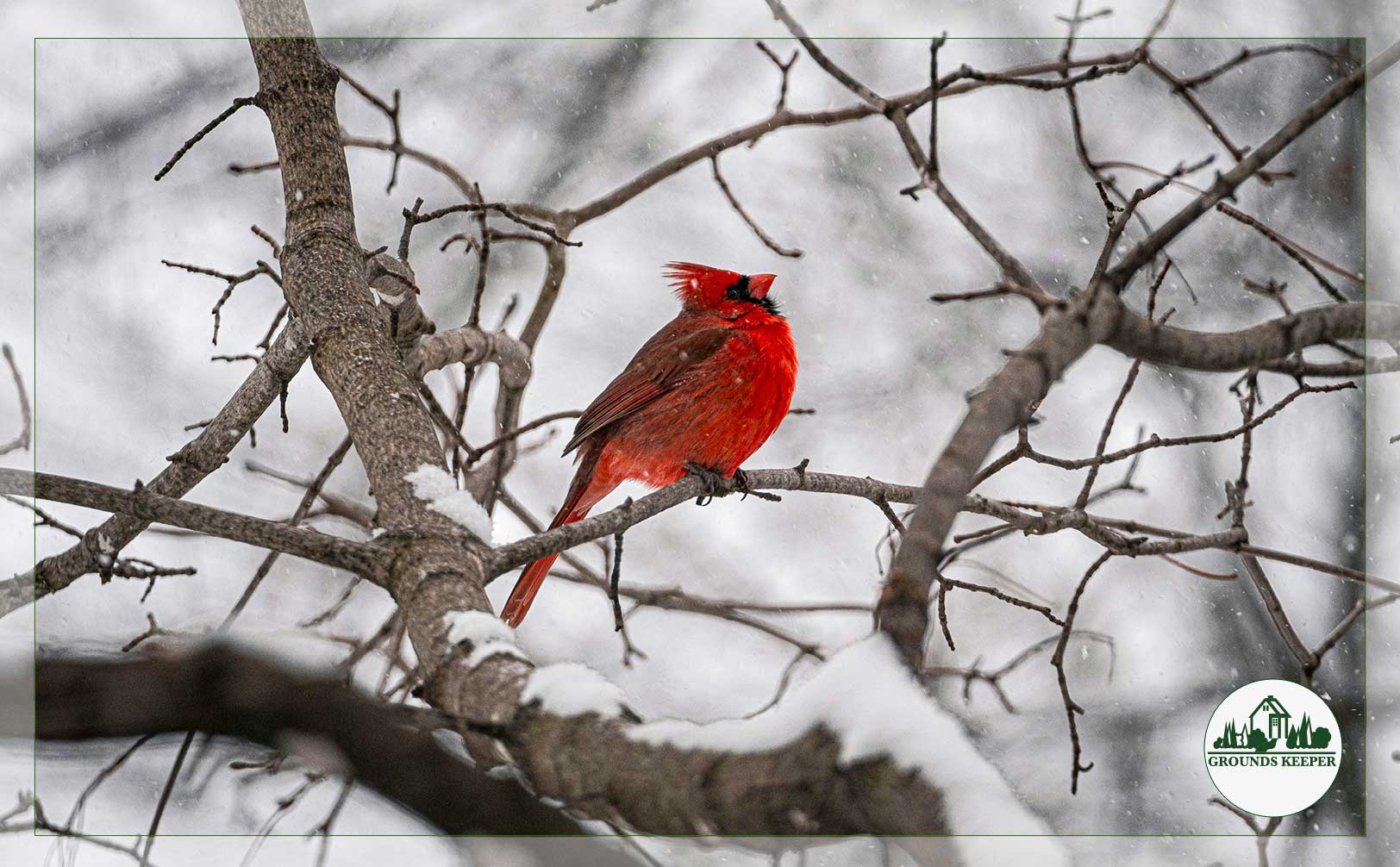 winter cardinal