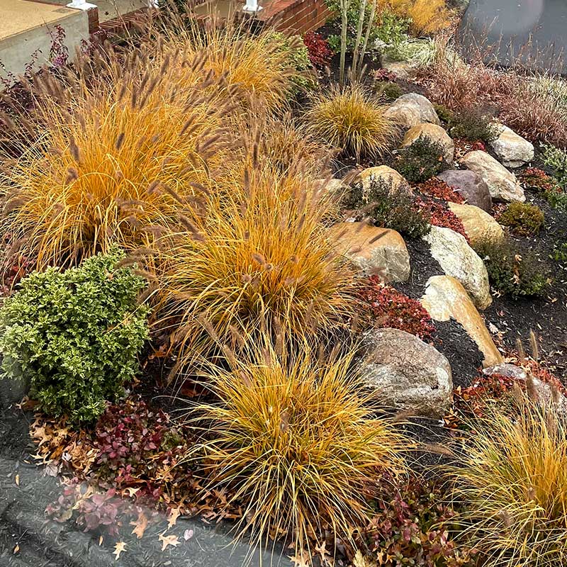 naturalistic autumn garden