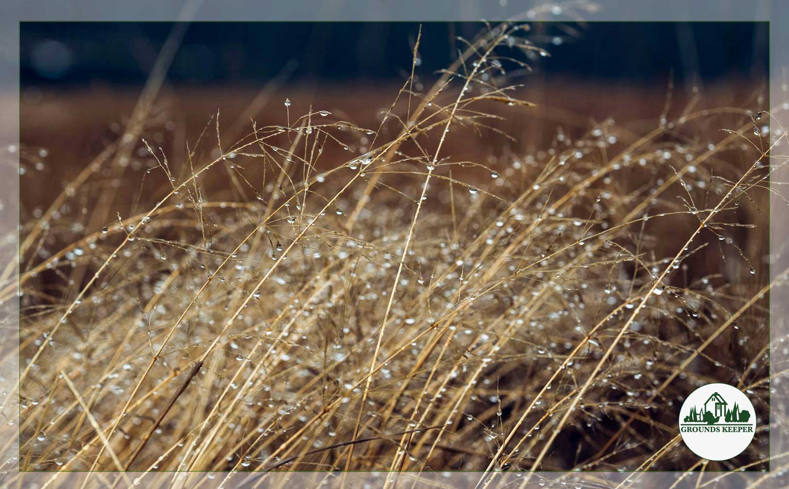 rain on tall grass 