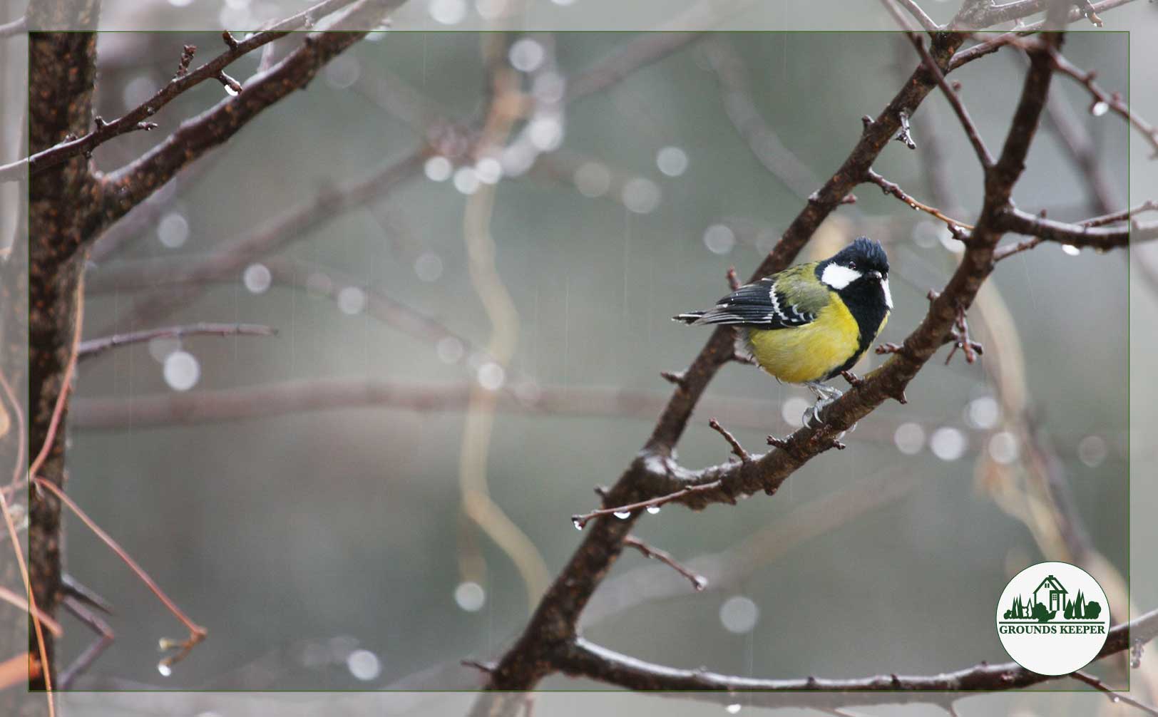 bird in the rain 