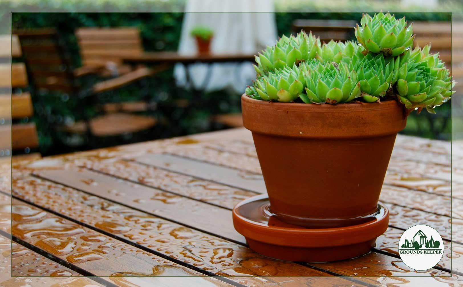 wood table in rain with succulent plant 