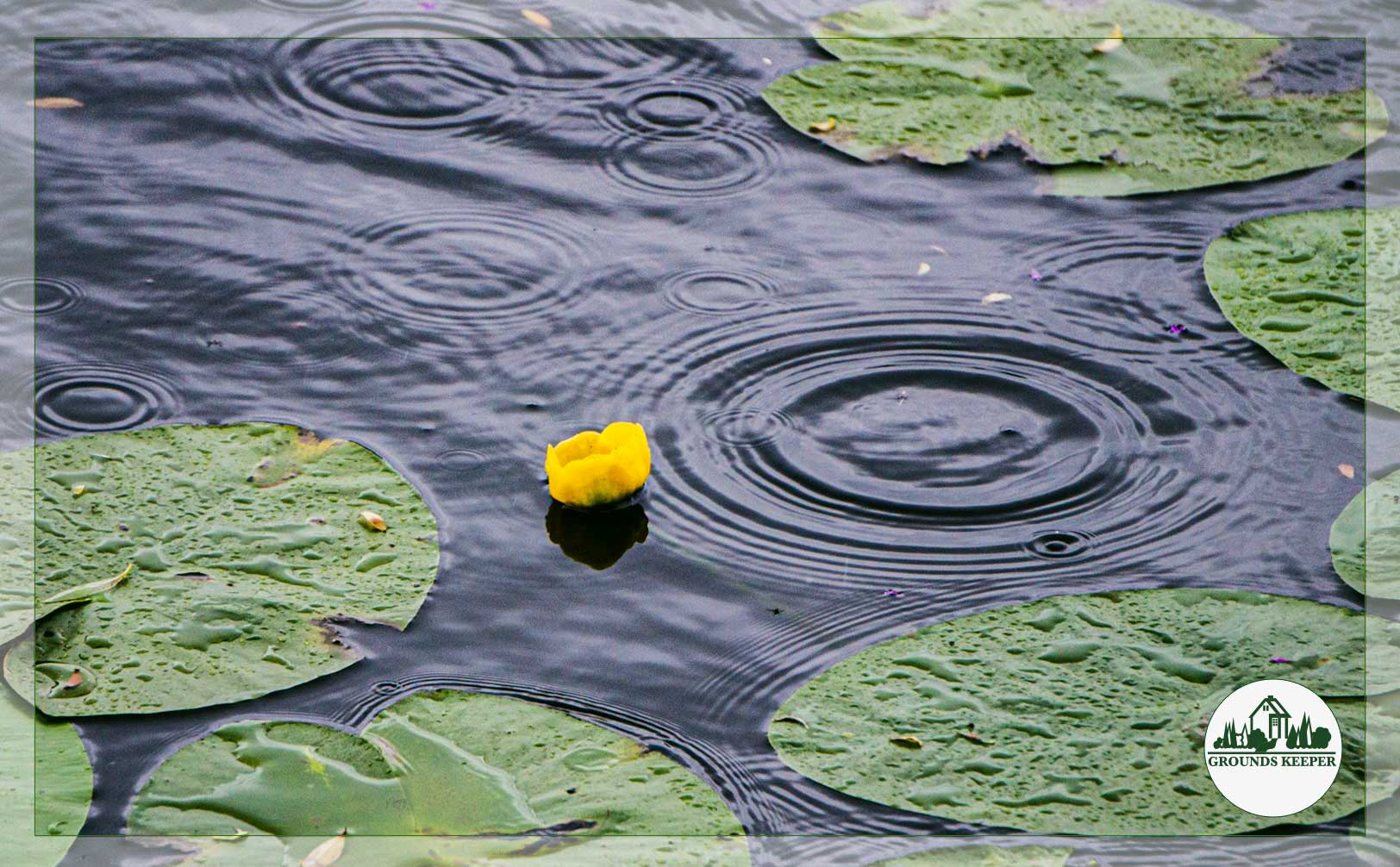 rain on pond with lilypads