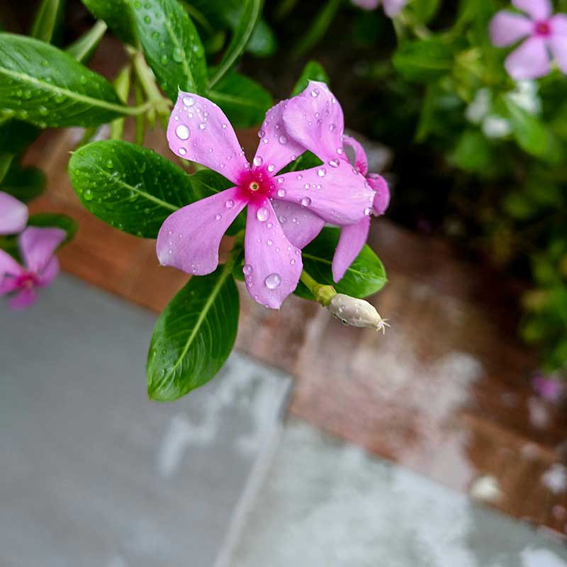 rain on flower