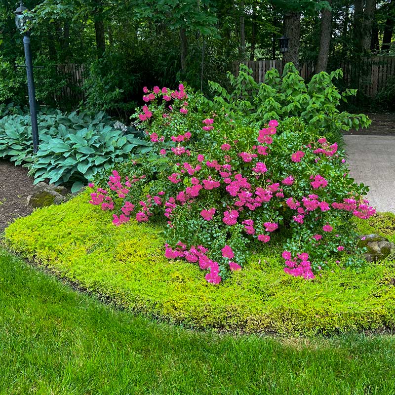 grass and groundcover