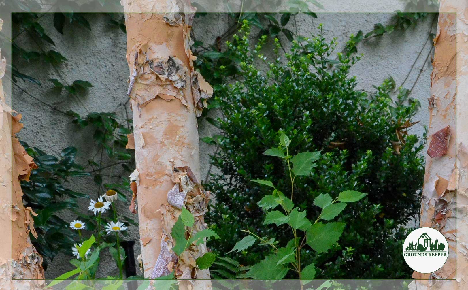 curling bark color and texture