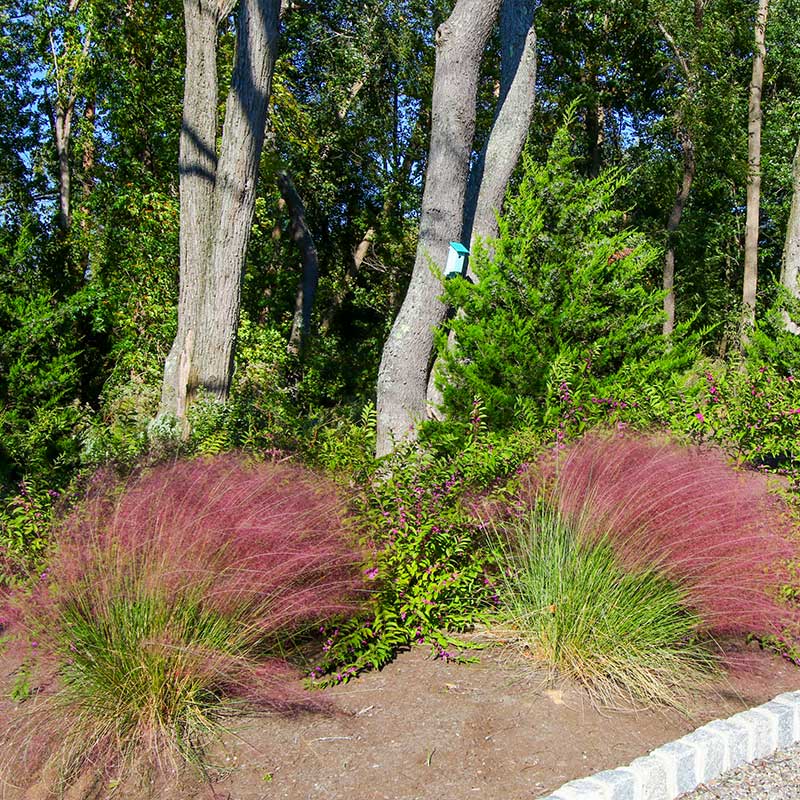 pink grasses