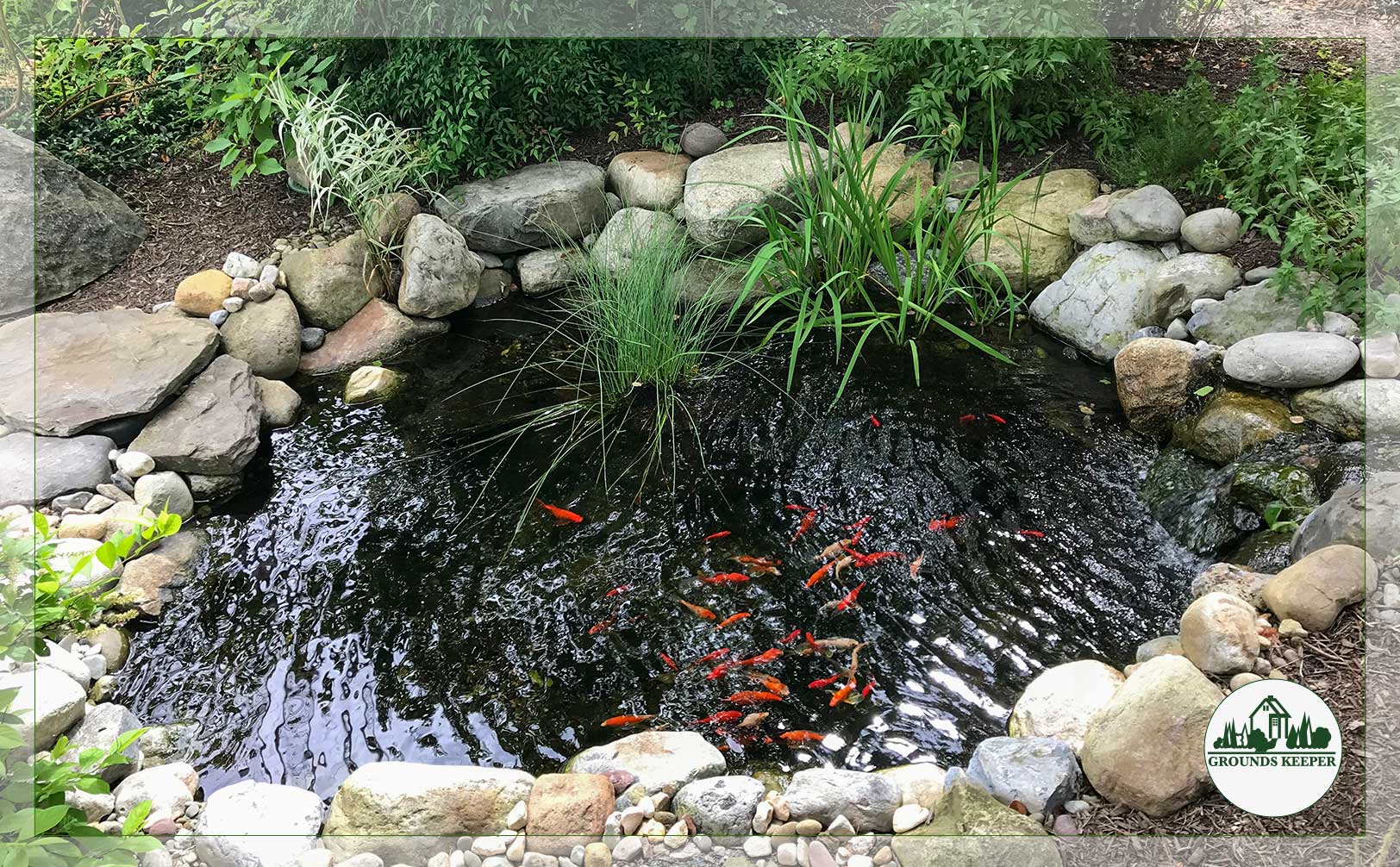 balanced pond ecosystem with fish 