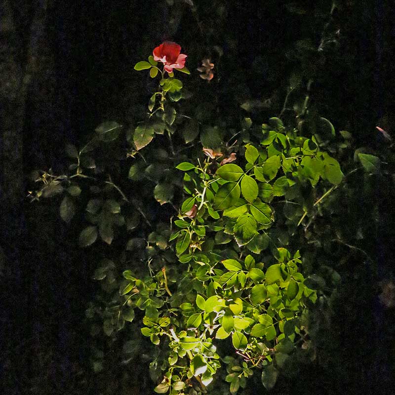 rose lighting