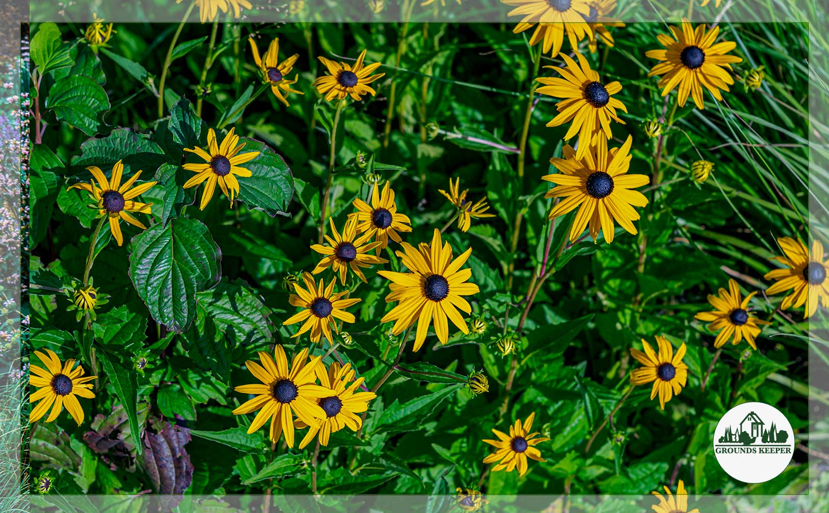 black eyed susan