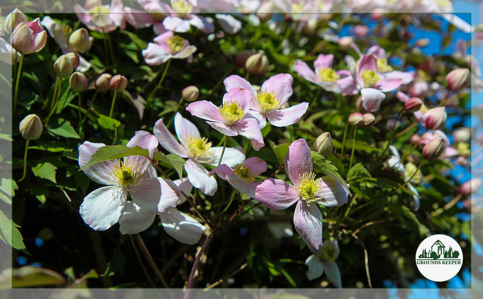 clematis