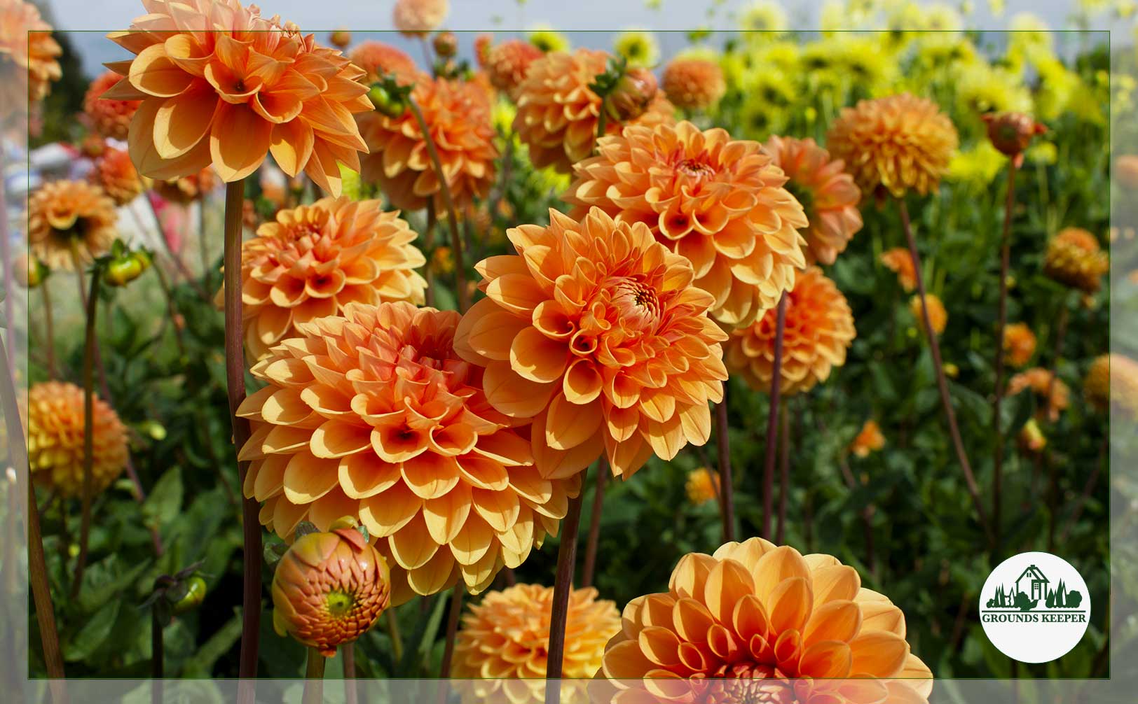 dahlia