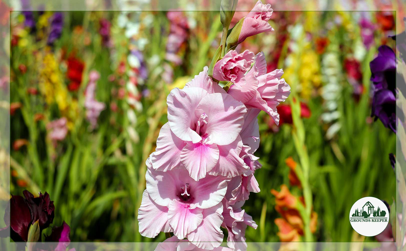 gladiolus