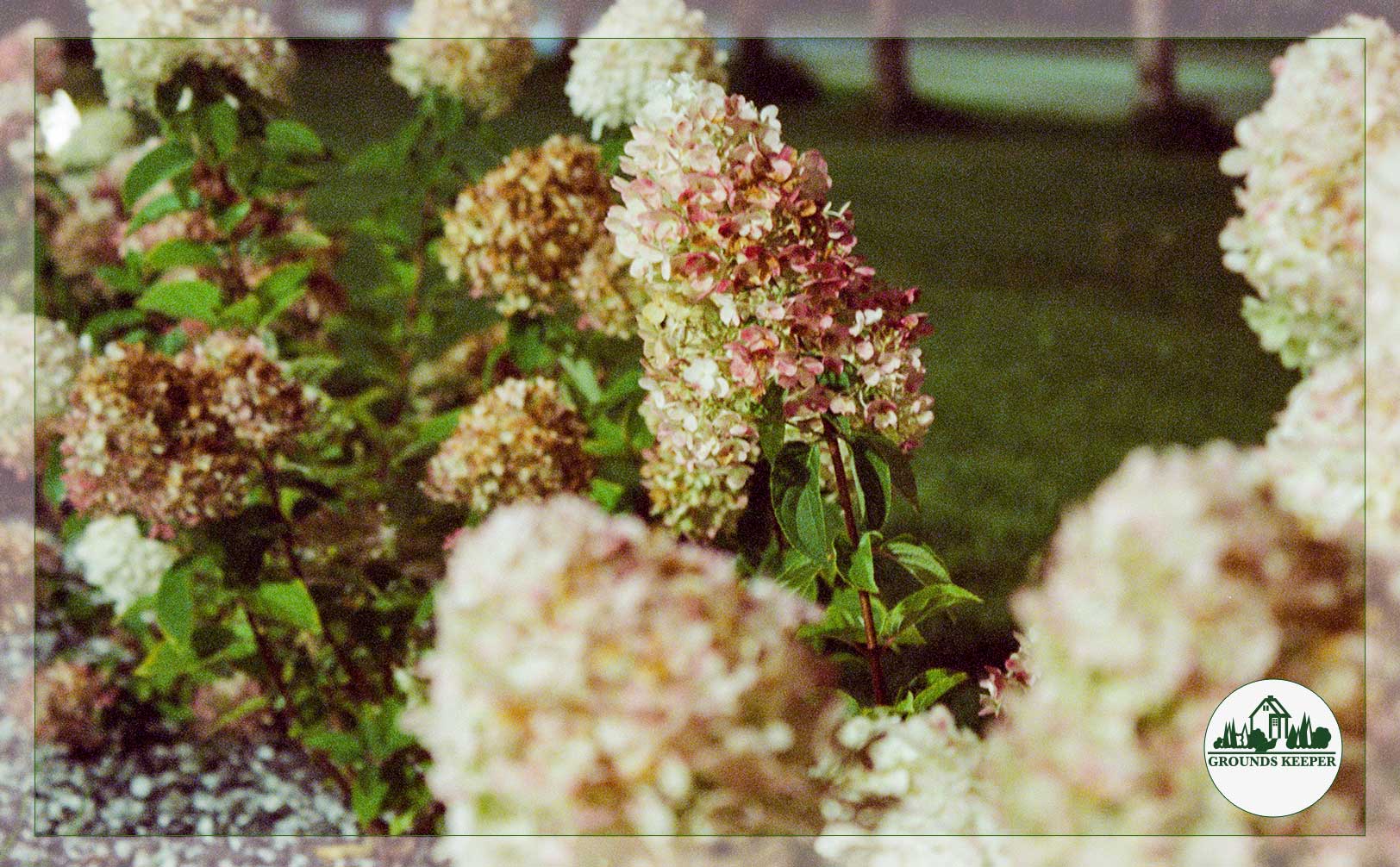 hydrangea