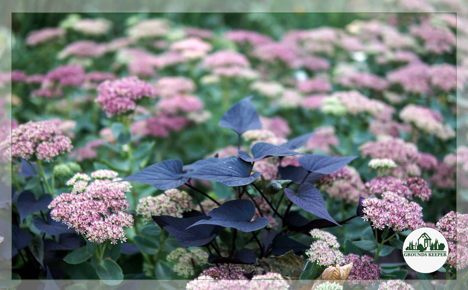 sedum autumn joy