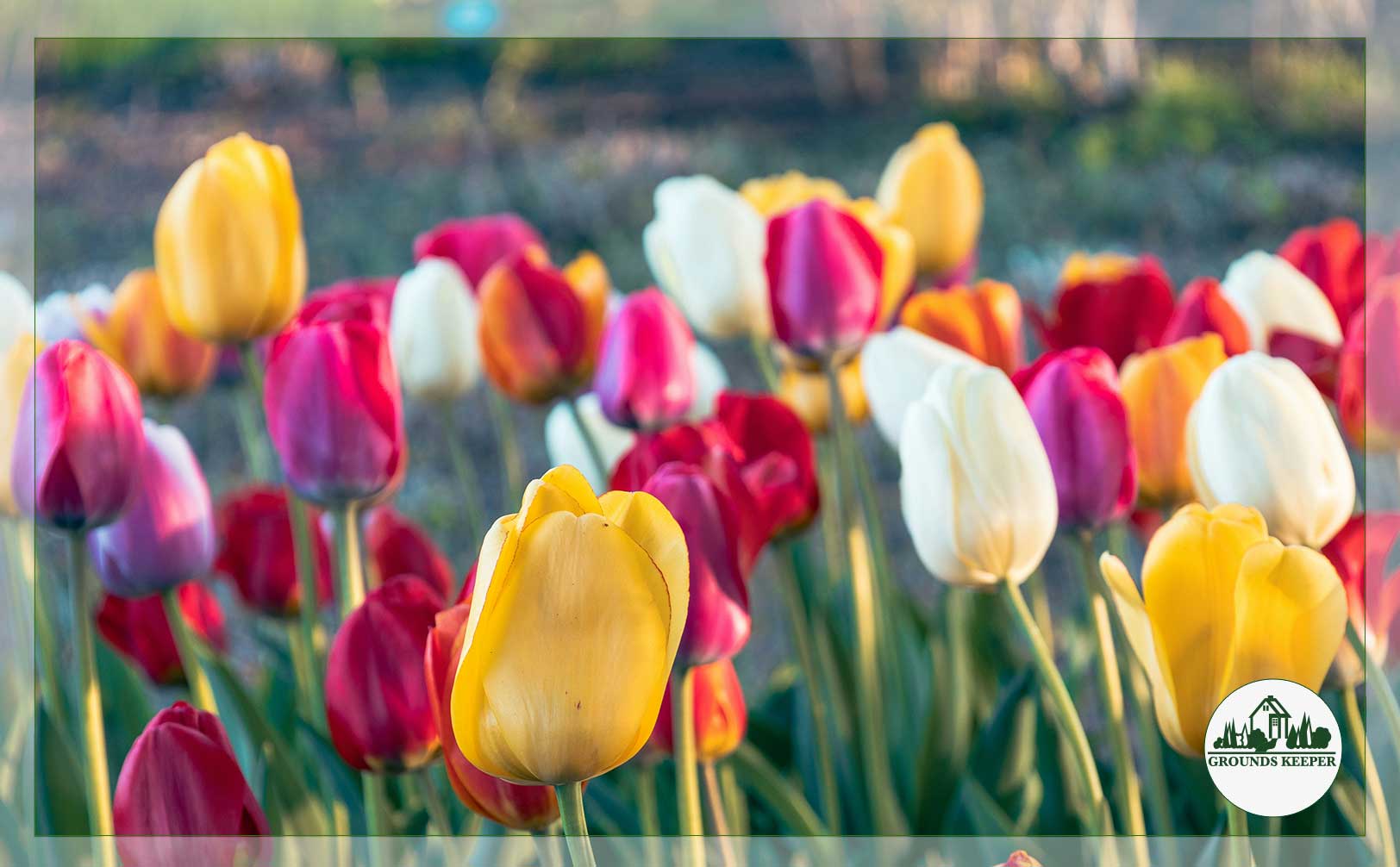 tulips