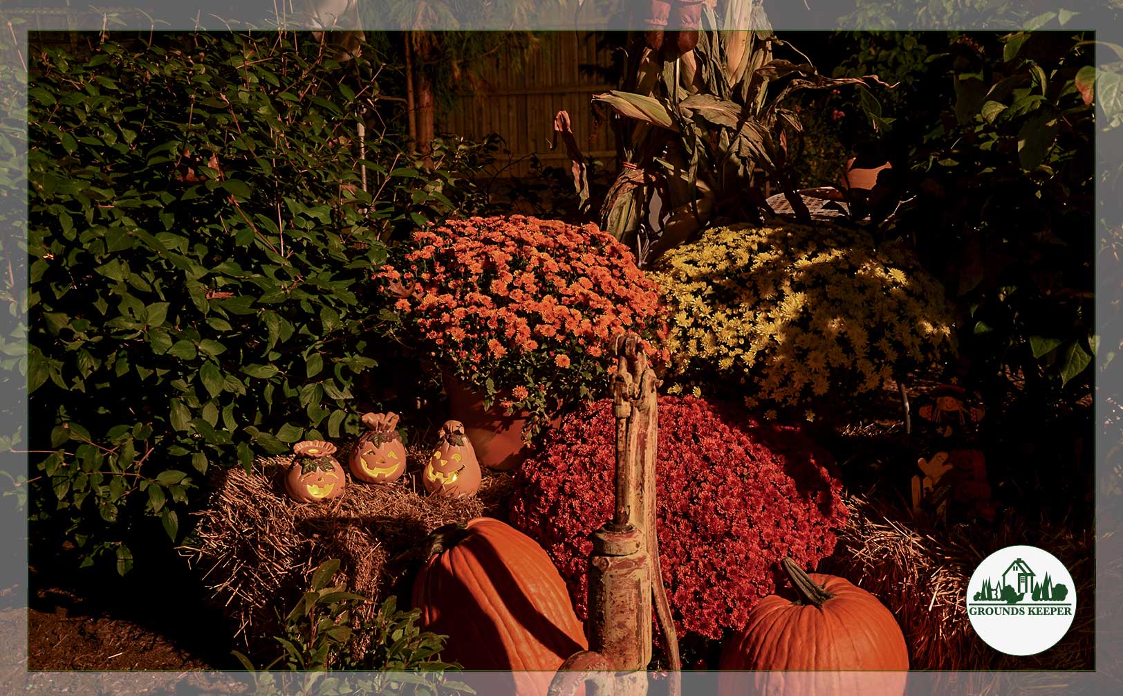 autumn edible garden mums and pumpkins